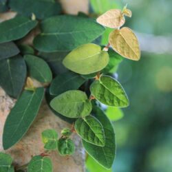 ficus repens 1