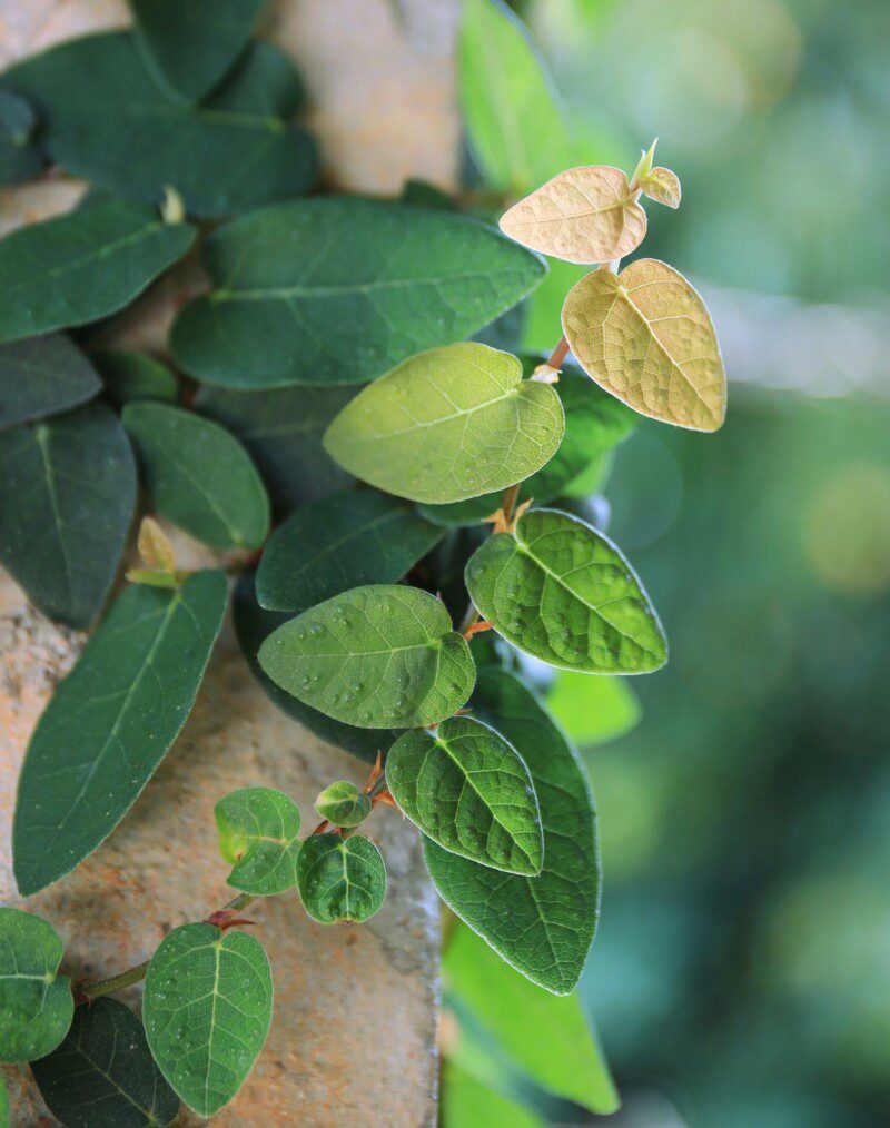 ficus repens 1 ficus repens 1