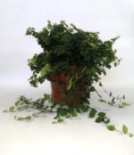 ficus repens