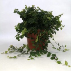 ficus repens