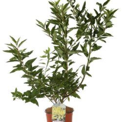 forsythia intermedia forsizia 1