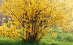 forsythia intermedia forsizia