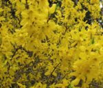 forsythia intermedia forsizia 2