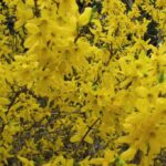 forsythia intermedia forsizia 2