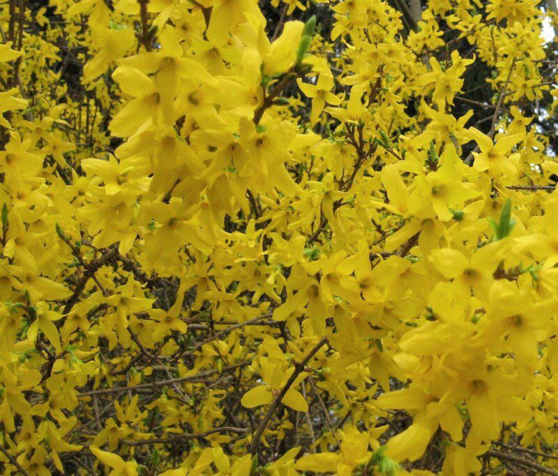 forsythia intermedia forsizia 2 forsythia intermedia forsizia 2