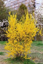 forsythia intermedia lynwood forsizia 4