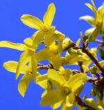 forsythia intermedia maree dor forsizia 1