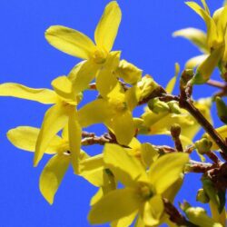 forsythia intermedia maree dor forsizia 1