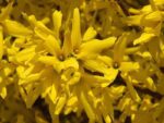forsythia intermedia mikador forsizia 1