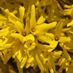forsythia intermedia mikador forsizia 1