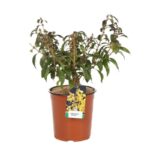 forsythia intermedia mikador forsizia