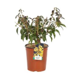forsythia intermedia mikador forsizia