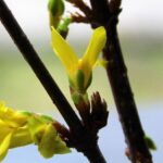 forsythia intermedia nimbus forsizia 1