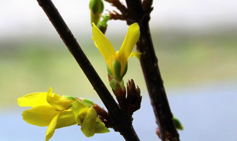 forsythia intermedia nimbus forsizia 1 forsythia intermedia nimbus forsizia 1