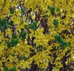 forsythia intermedia weekend forsizia 1