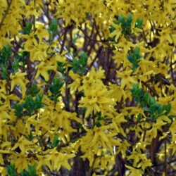 forsythia intermedia weekend forsizia 1