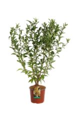 forsythia intermedia weekend forsizia