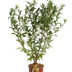 forsythia intermedia weekend forsizia