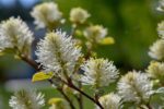 fothergilla major 1