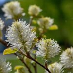 fothergilla major 1