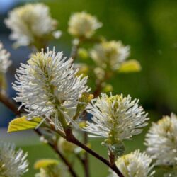 fothergilla major 1