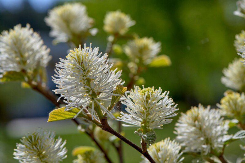 fothergilla major 1 fothergilla major 1