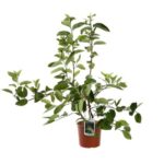 fothergilla major