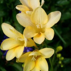 fresia gold 1