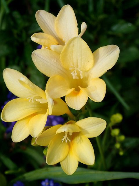 fresia gold 1 fresia gold 1