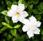 gardenia jasmeinoides crow jewel cov 1