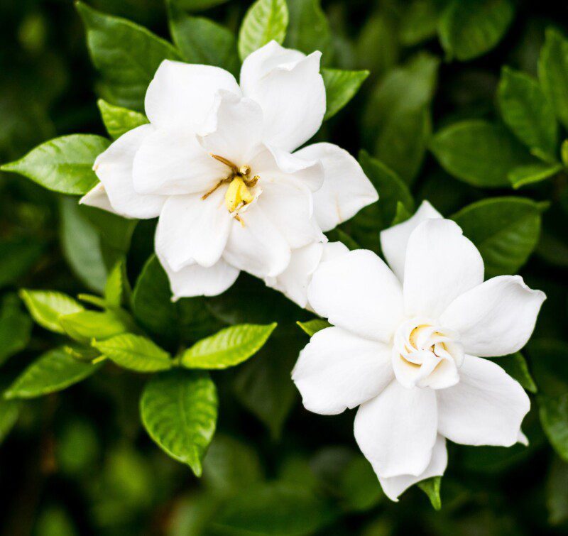 gardenia jasmeinoides crow jewel cov 1 gardenia jasmeinoides crow jewel cov 1