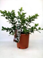 gardenia jasmeinoides crow jewel cov