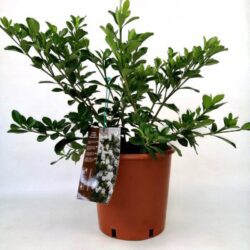 gardenia jasmeinoides crow jewel cov