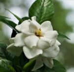 gardenia jasmeinoides first edition 1