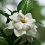 gardenia jasmeinoides first edition 1