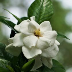 gardenia jasmeinoides first edition 1