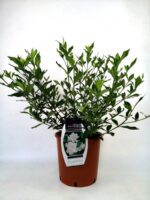 gardenia jasmeinoides first edition