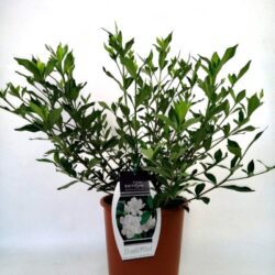 gardenia jasmeinoides first edition