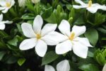 gardenia jasmeinoides kleims hardy 1