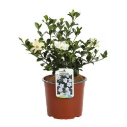 gardenia jasmeinoides kleims hardy