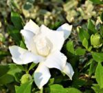 gardenia jasmeinoides radicans 1