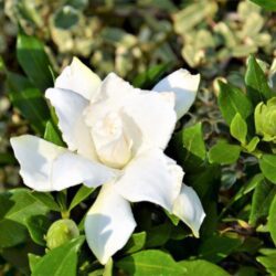 gardenia jasmeinoides radicans 1