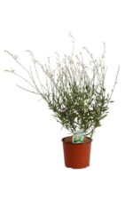gaura lindheimeri bianco 1