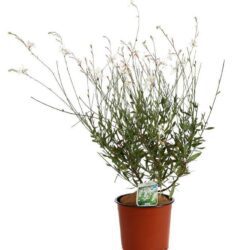 gaura lindheimeri bianco 1