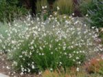gaura lindheimeri bianco