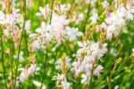 gaura lindheimeri bianco 2