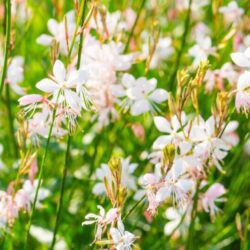 gaura lindheimeri bianco 2