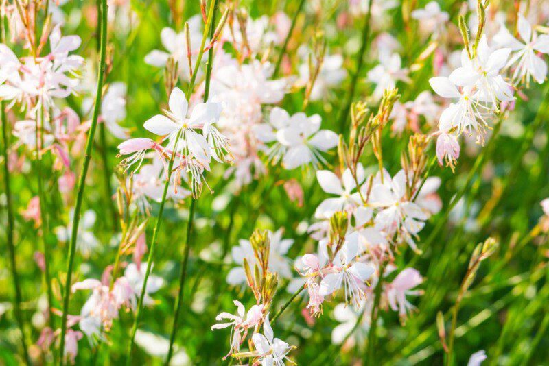 gaura lindheimeri bianco 2 gaura lindheimeri bianco 2