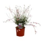 gaura lindheimeri siskiyou 1