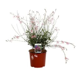 gaura lindheimeri siskiyou 1